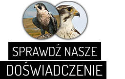 doświadczenie sokolnictwa w Polsce